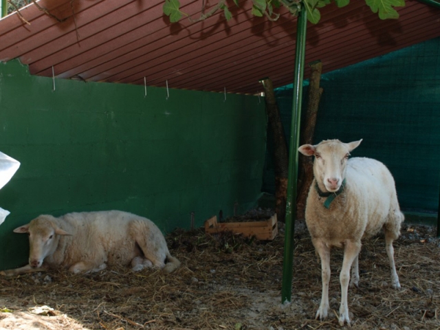  visitas à quinta 